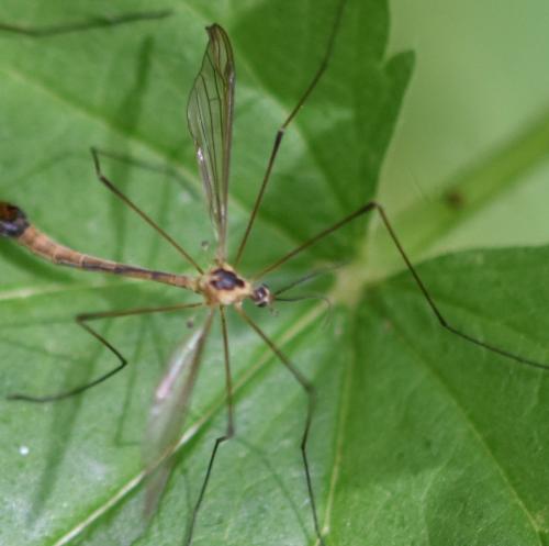 Réf. 182 332 : Cylindrotoma distinctissima